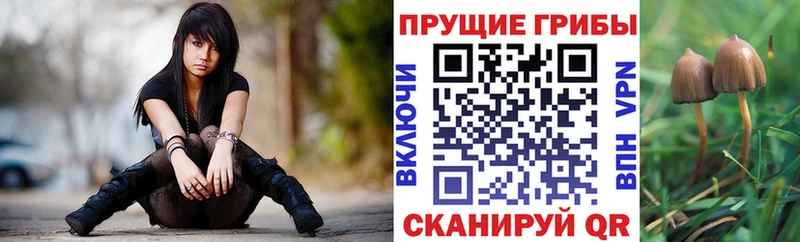как найти закладки  Берёзовка  Псилоцибиновые грибы Psilocybe 